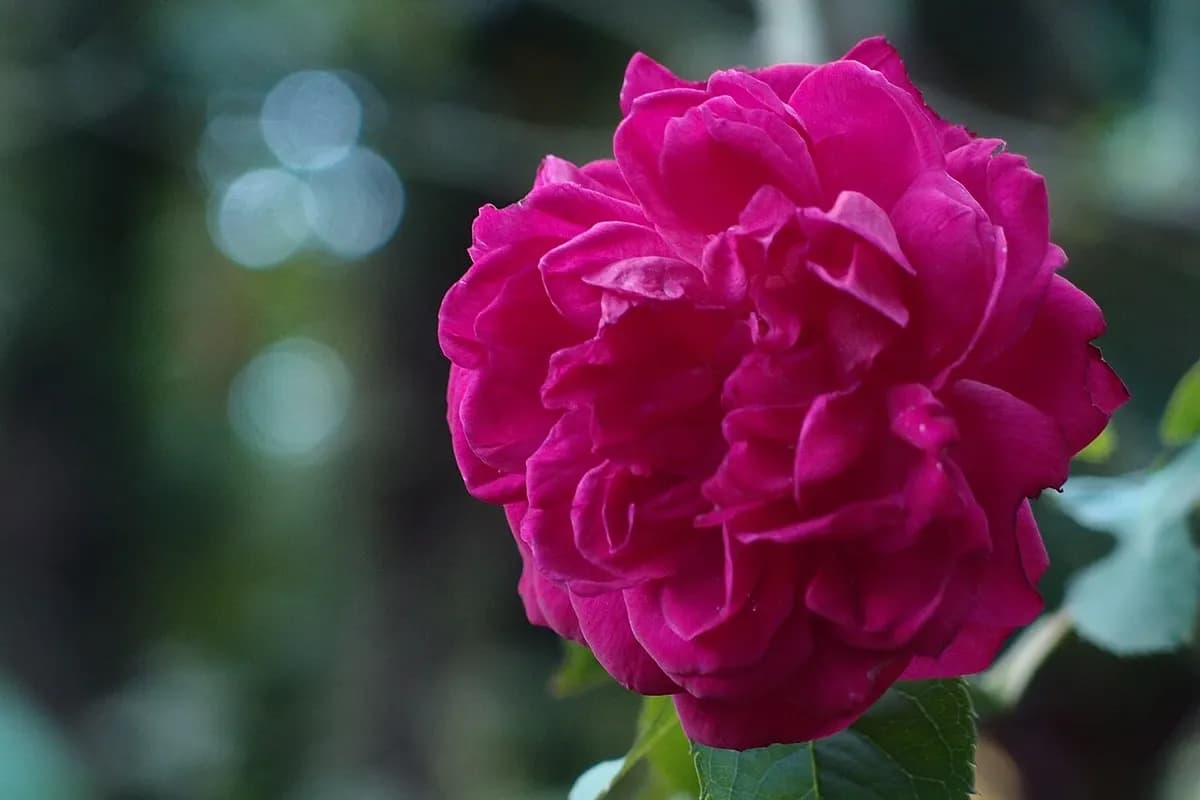 Jazmín y rosa de Damasco: las dos flores reinas de la perfumería oriental
