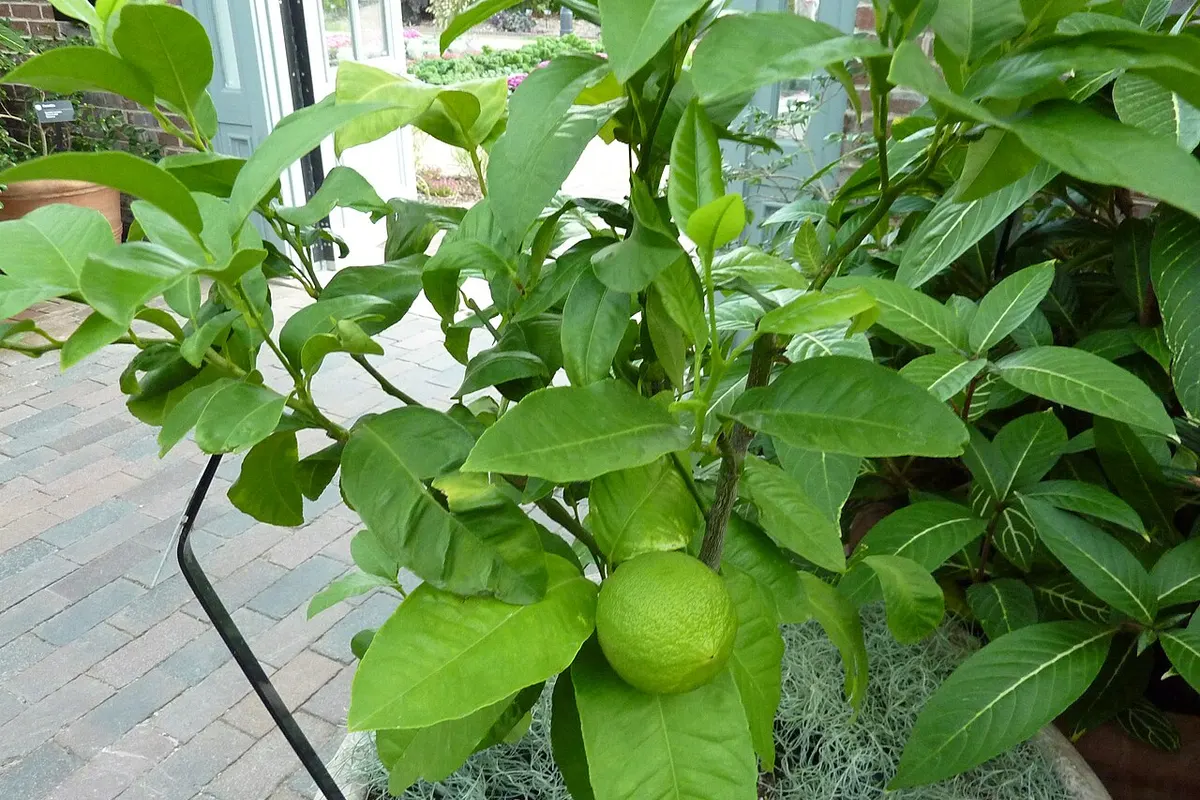 Bergamota en el árbol