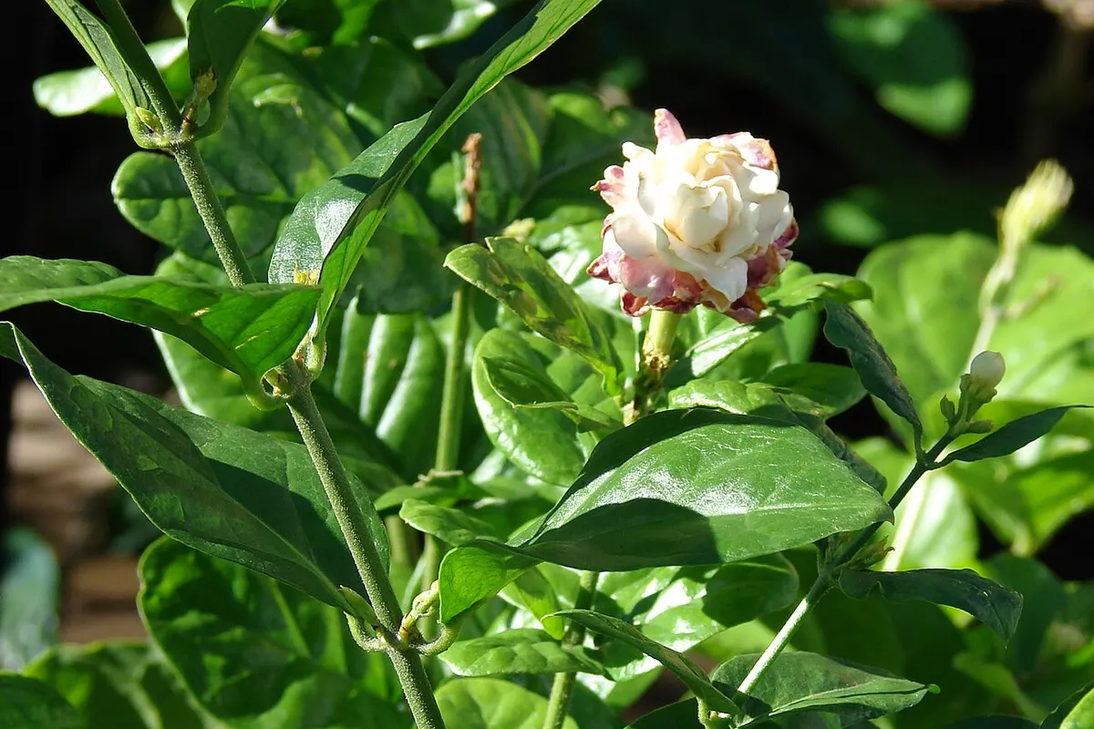 Flores blancas de jazmín sambac
