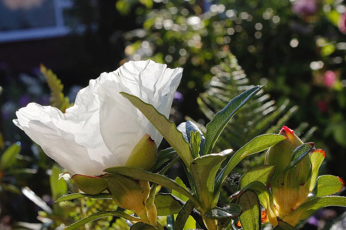 Flor blanca de la jara pringosa
