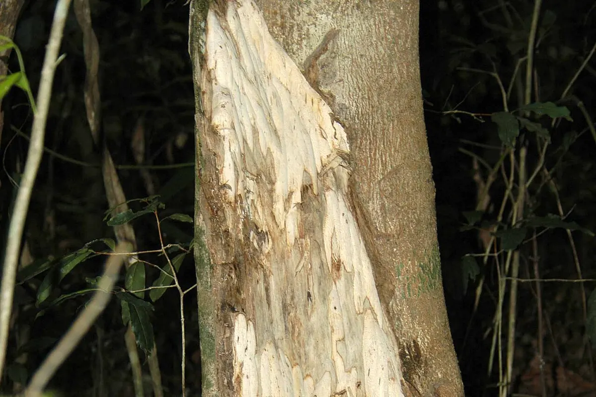 Tronco de un árbol Aquilaria crassna